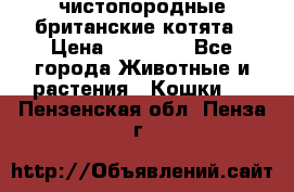 чистопородные британские котята › Цена ­ 10 000 - Все города Животные и растения » Кошки   . Пензенская обл.,Пенза г.